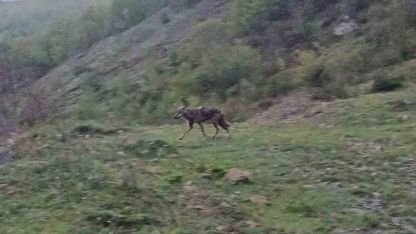 Aç kalan çakal yerleşim yerine indi