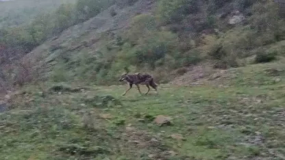 Aç kalan çakal yerleşim yerine indi