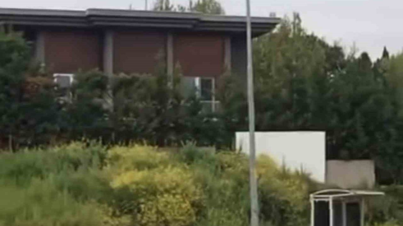 Aç kalan domuz sürüsü, gündüz şehir merkezine indi