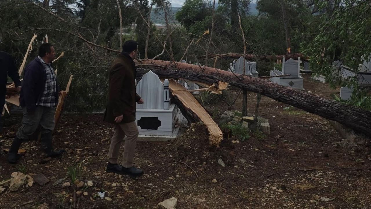 Adıyaman’da fırtına da ağaçlar devrildi
