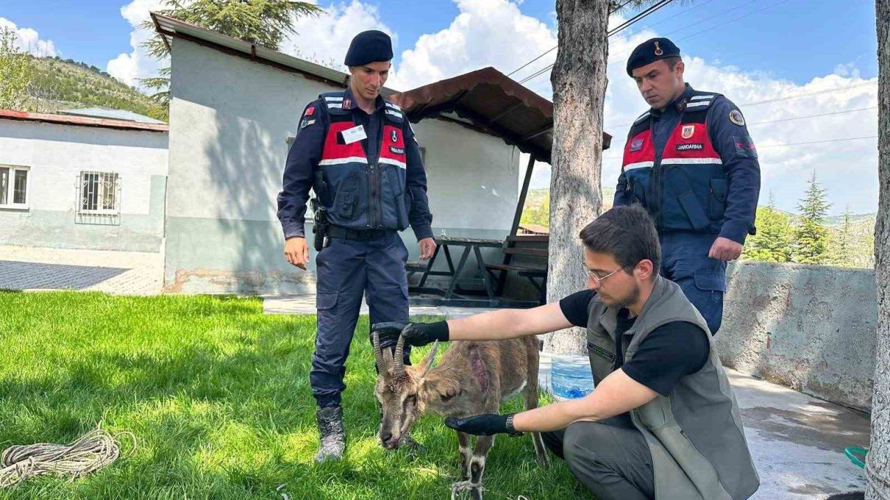 Ağın’da yaralı dağ keçisi koruma altına alındı