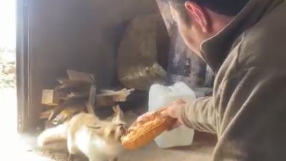 Ahlat’ta tilki ile işçilerin dostluğu gülümsetiyor