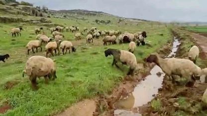 Araban’da kurbanlıklar satışa hazır