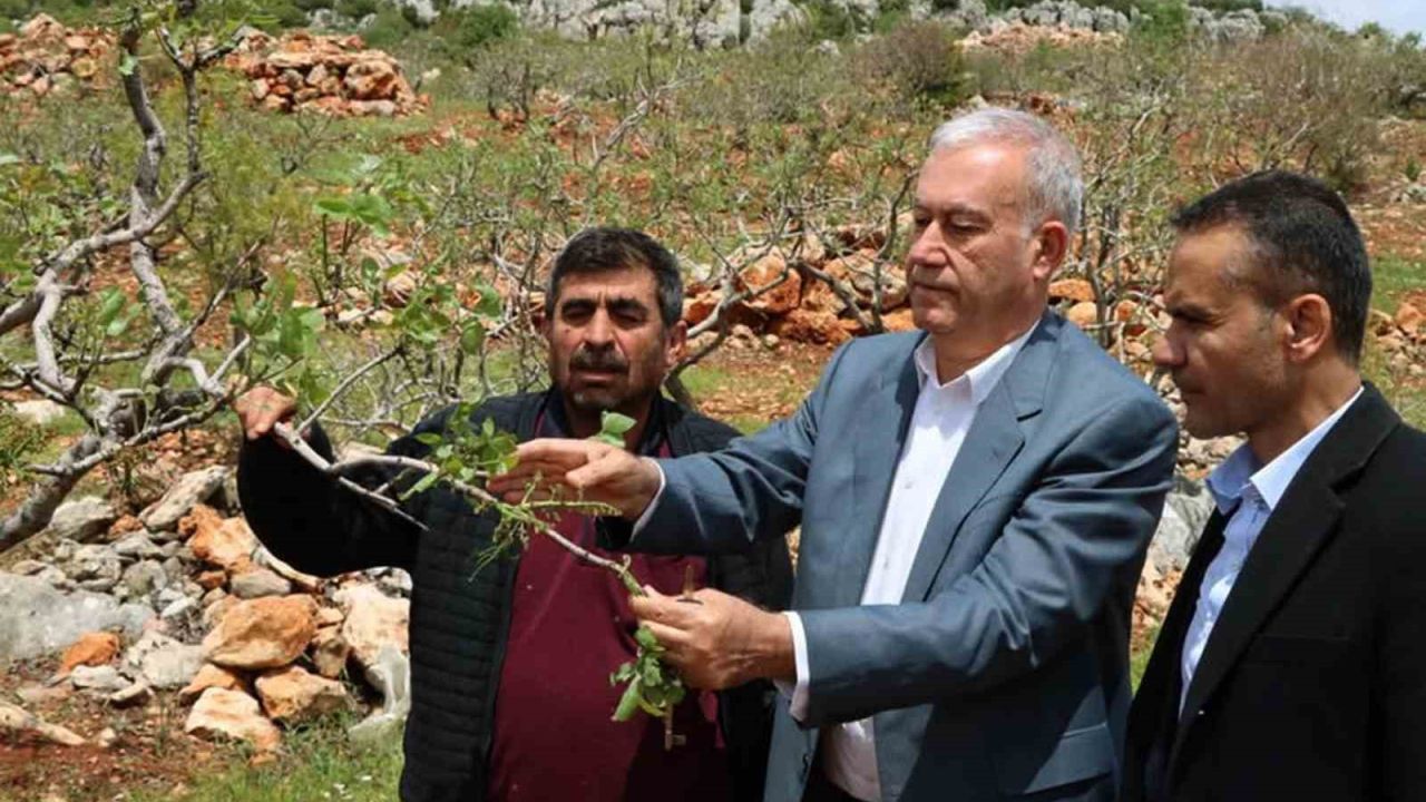 Araban’da ’süper hücre’ fırtınası fıstık bahçelerine zarar verdi