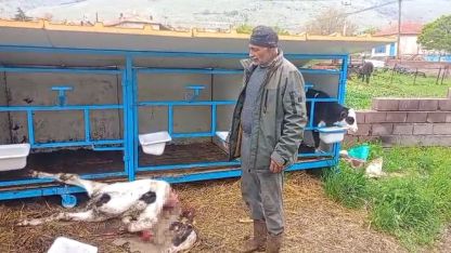 Başıboş köpekler buzağıyı parçaladı