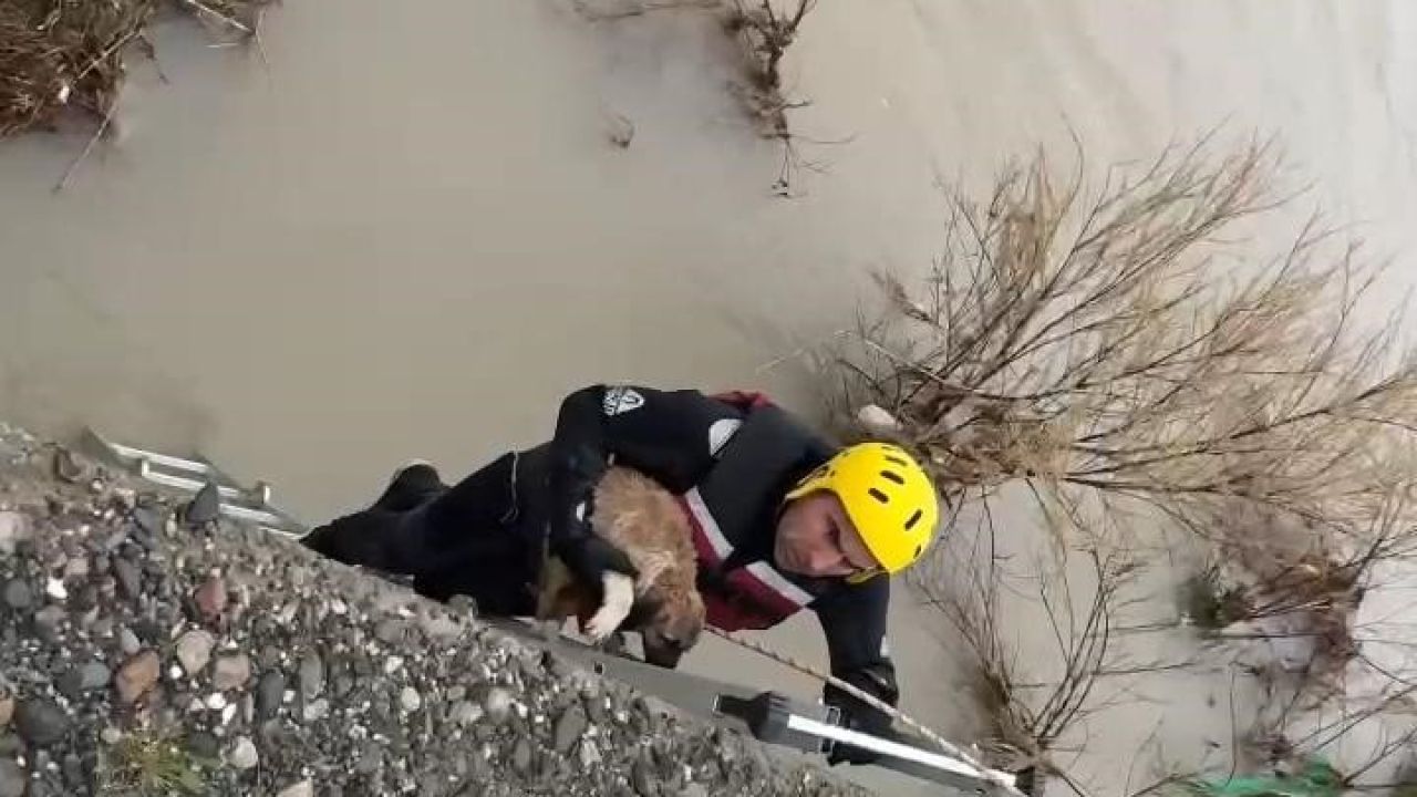 Batman Çayı’nda adacıkta mahsur kalan köpek kurtarıldı
