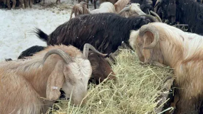 Besici çiftin mayıs karında zorlu mesaisi