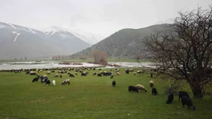 Bitlis’te meralar yeşerdi, hayvanlar otlaklara çıktı