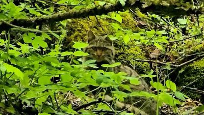 Bolu’da ormanlık alanda gezinen yaban kedisi görüntülendi