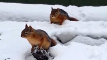 Bolu’da sincapların kar keyfi kamerada
