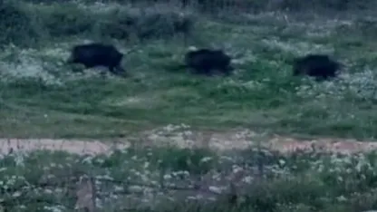 Bursa’da domuzlar şehir içinde görüntülendi