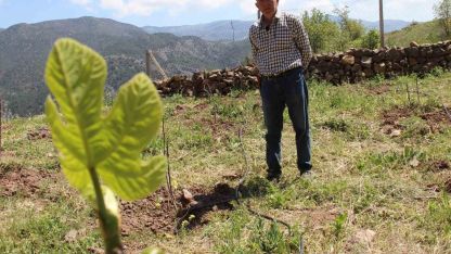 Ceviz ağaçları zirai dondan etkilenen ziraat mühendisi çözümü incirde buldu