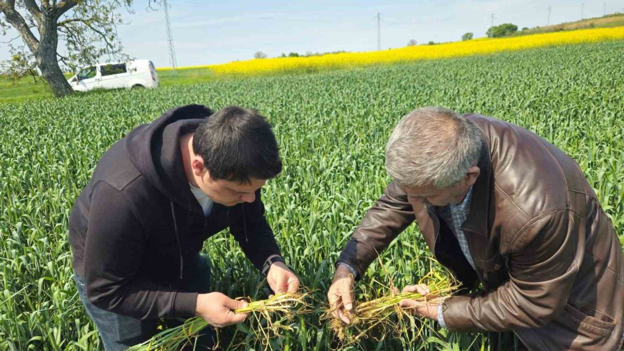 Edirne’de buğday ekili alanlarda hastalık uyarısı
