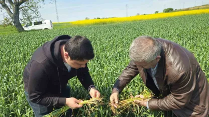 Edirne’de buğday ekili alanlarda hastalık uyarısı