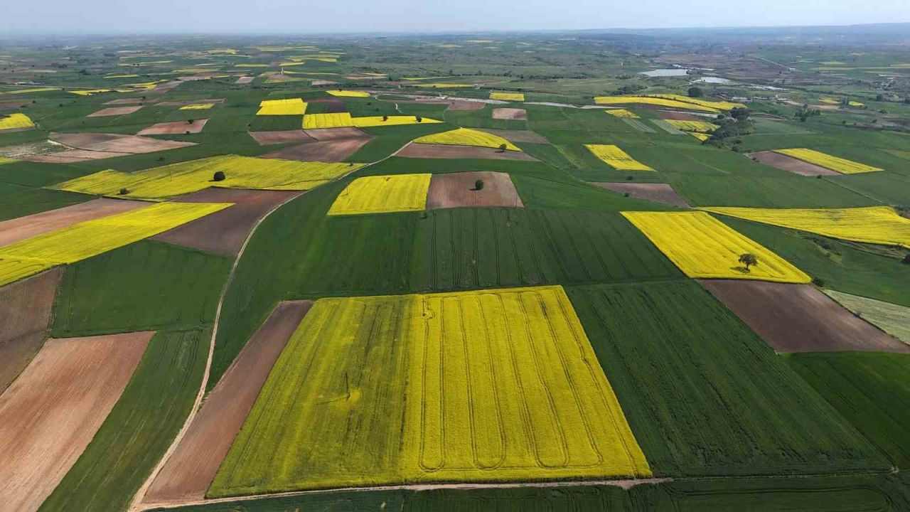 Edirne’de kanola tarlaları sarıya büründü