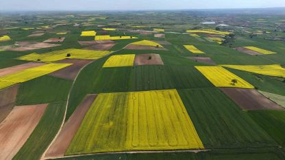 Edirne’de kanola tarlaları sarıya büründü