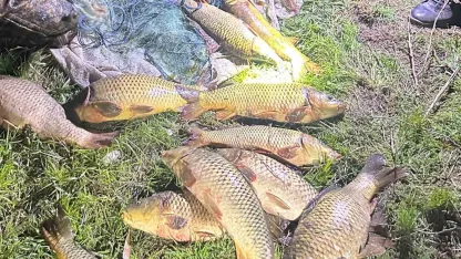 Eğirdir Gölü’nde kaçak avcılara suçüstü: 100 kilo sazan yeniden göle bırakıldı
