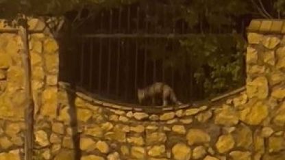 Elazığ’da aç kalan tilki tavuğu böyle götürdü
