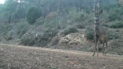 Ganos Dağları’nda karacalar fotokapana yakalandı