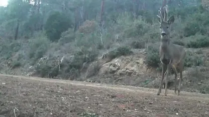Ganos Dağları’nda karacalar fotokapana yakalandı