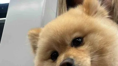 Gaziosmanpaşa’da "petshopta yıkanan köpeğin ihmalden öldüğü" iddiası