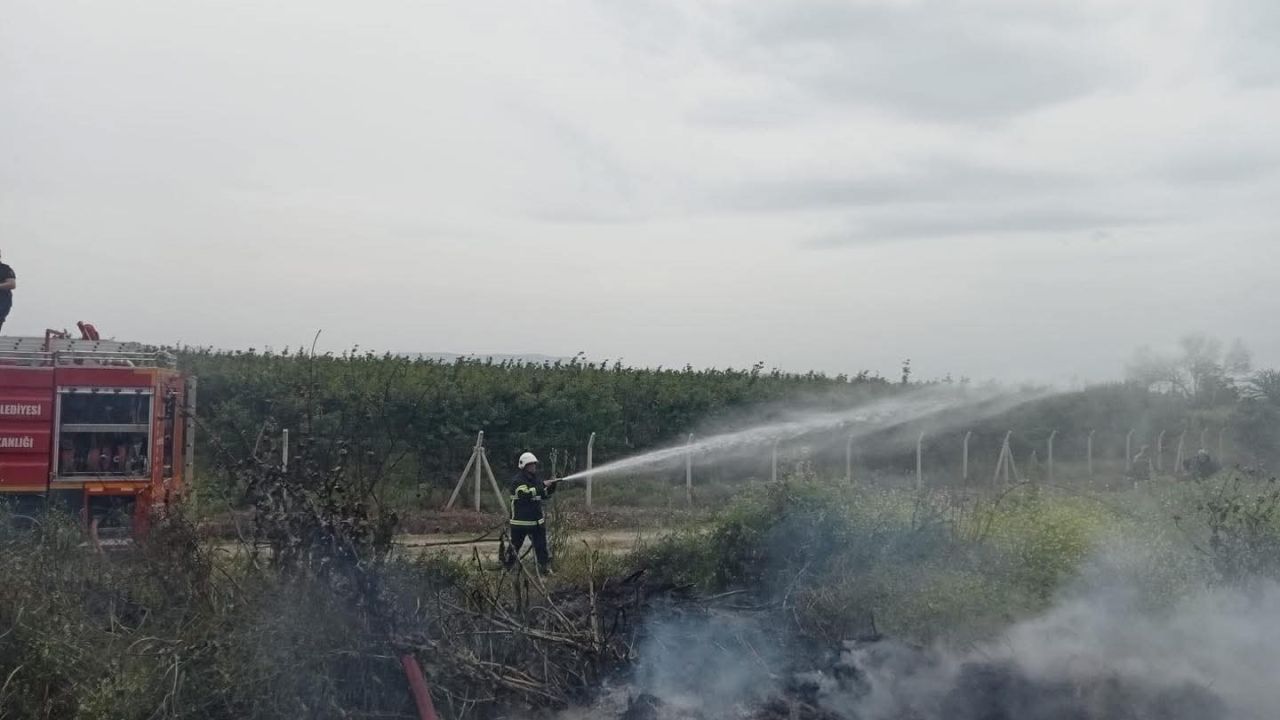 Hassa’da zeytinlik yangını