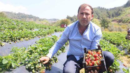 Hatay’da çilek hasadı başladı