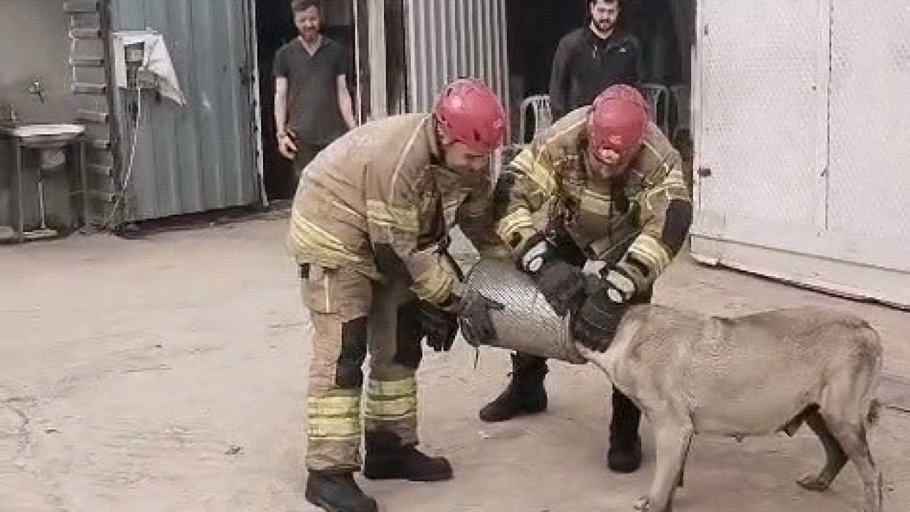 Hava filtresine sıkışan köpek kurtarıldı