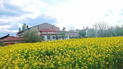Hisarcık’ta sarıya boyanan kanola tarlaları görsel şölen sunuyor