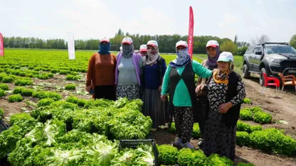 Iğdır’da sezonun ilk hasadı marulla başladı