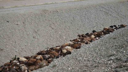 Iğdır’daki arı saldırısının ardından bölgede hasar tespiti sürüyor
