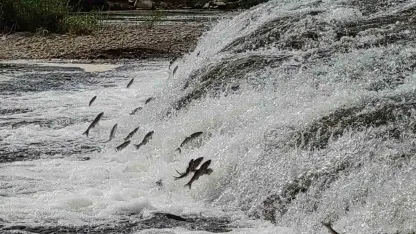 İnci kefalleri, Van Gölü’ne dökülen akarsulara girmesi için gereken ekolojik şartları tamam