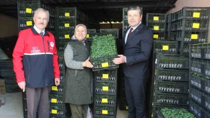 İnebolu’da çiftçilere 124 bin adet sebze fidesi dağıtıldı