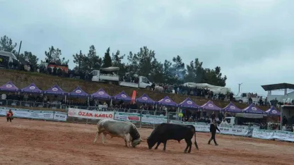 İzmir’de 3. Boğa Güreşleri Festivali heyecanı yaşandı
