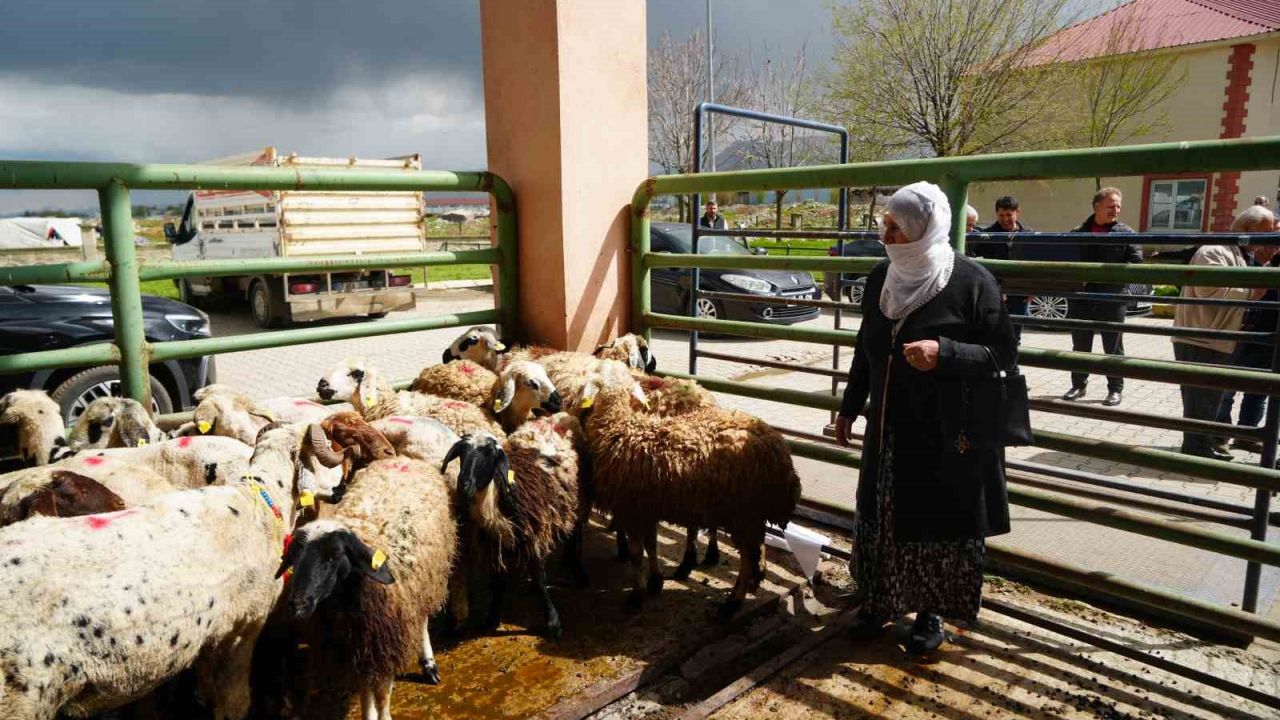 Kadın üreticilere 3 bin küçükbaş hayvan desteği