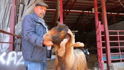 Kahramanmaraş’ta kurbanlık fiyatlarında esnaftan indirim kararı