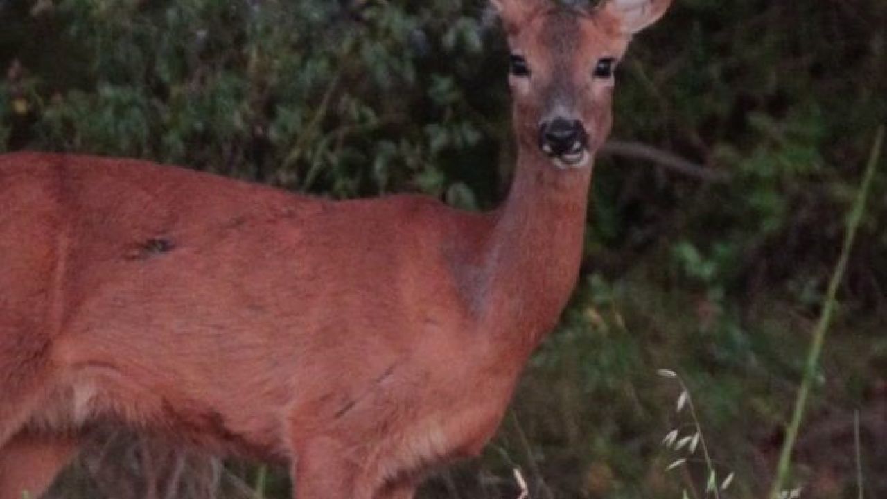 Karaca tarlada otlandı, kurt ise kar altında yiyecek aradı