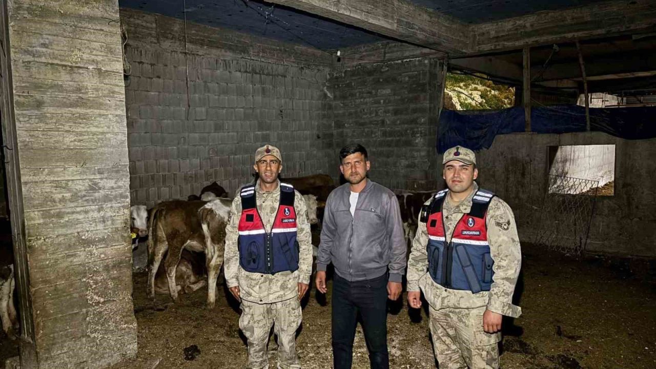Kilis’te kaybolan 13 büyükbaş hayvan jandarma tarafından bulundu
