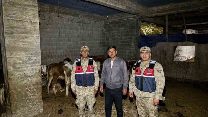 Kilis’te kaybolan 13 büyükbaş hayvan jandarma tarafından bulundu