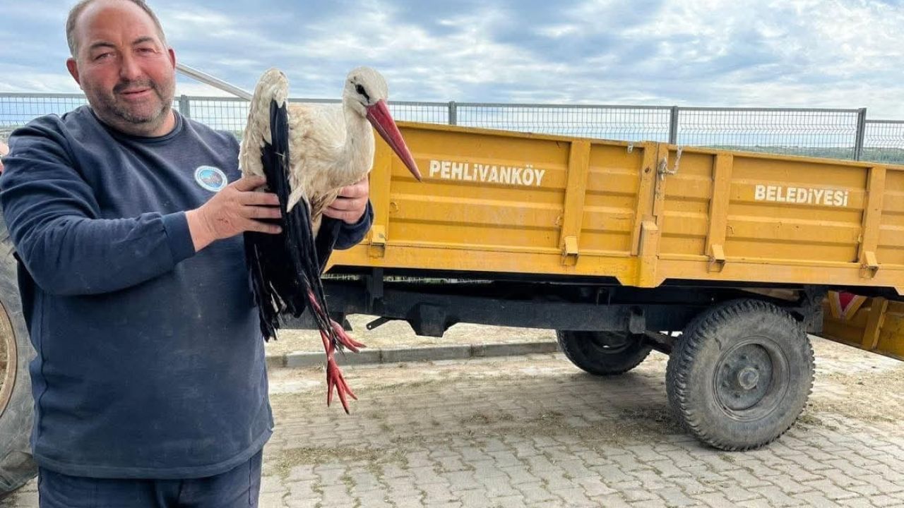 Kırklareli’de yaralı leyleğe şefkat eli