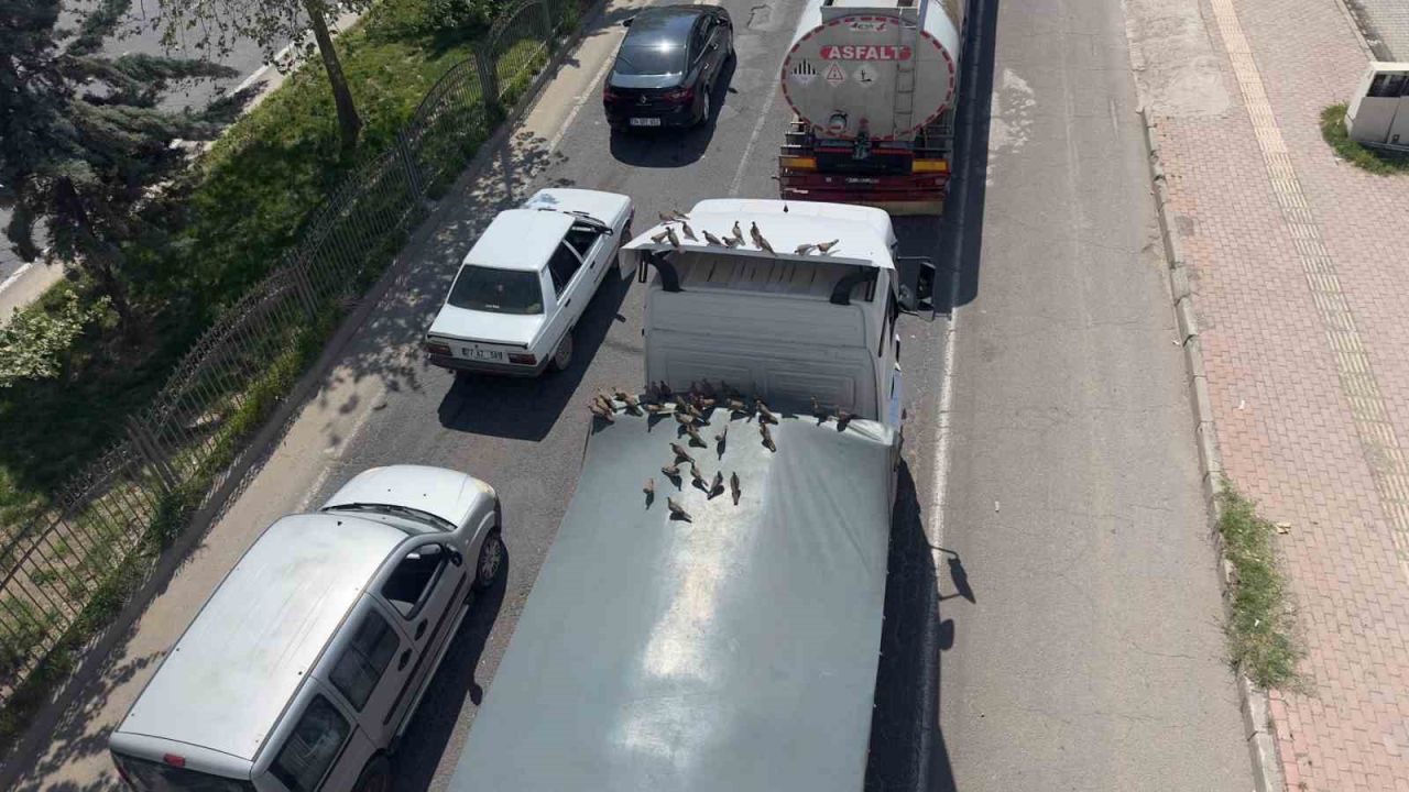 Kırmızı ışıkla birlikte kumruların ziyafeti başlıyor