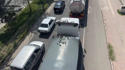 Kırmızı ışıkla birlikte kumruların ziyafeti başlıyor