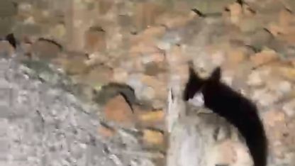 Koruma altında bulunan ‘vaşak’ Tunceli’de görüntülendi