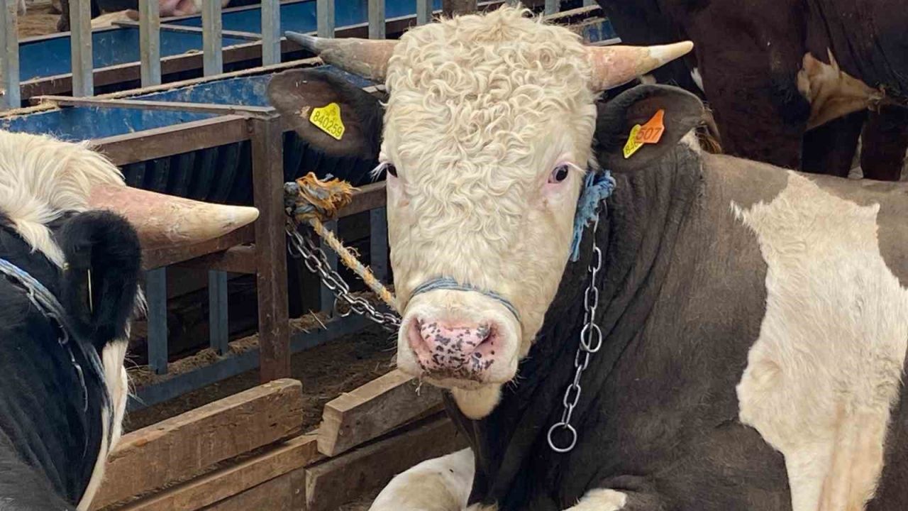 Kurbanlıkta küpe, yaş ve sağlık uyarısı