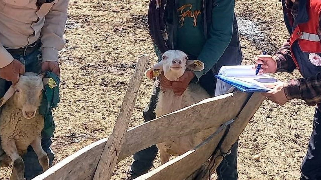 Kuzuların gelişim süreçleri kontrol edildi