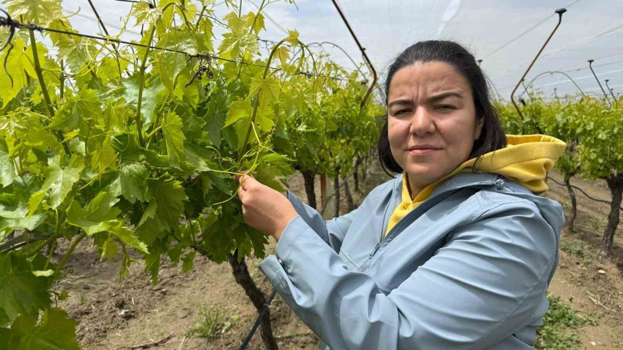 Laboratuvar sonuçları "pestisit yok" dedi, başarı tescillendi