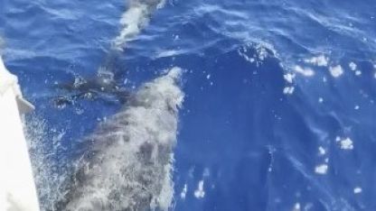 Marmaris’te yunuslar tur teknesine eşlik etti
