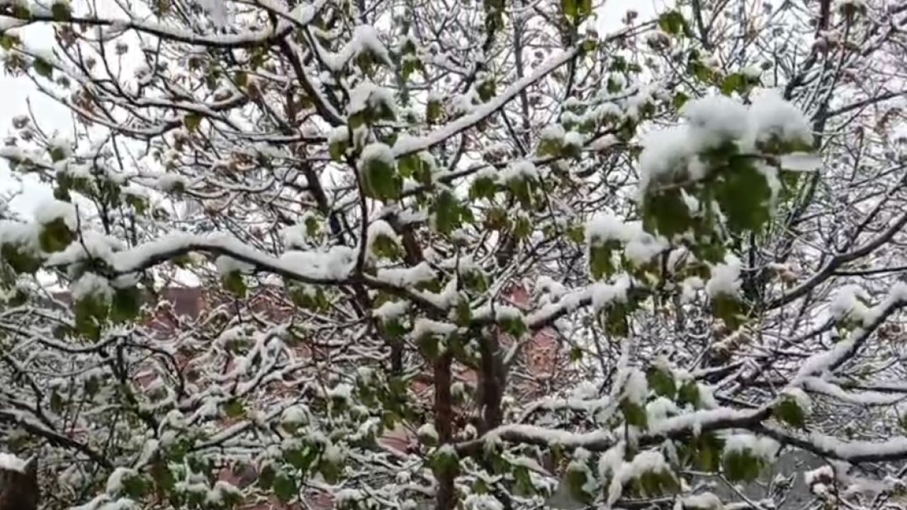Mayıs ayında yağan kar, meyve bahçelerini beyaza bürüdü