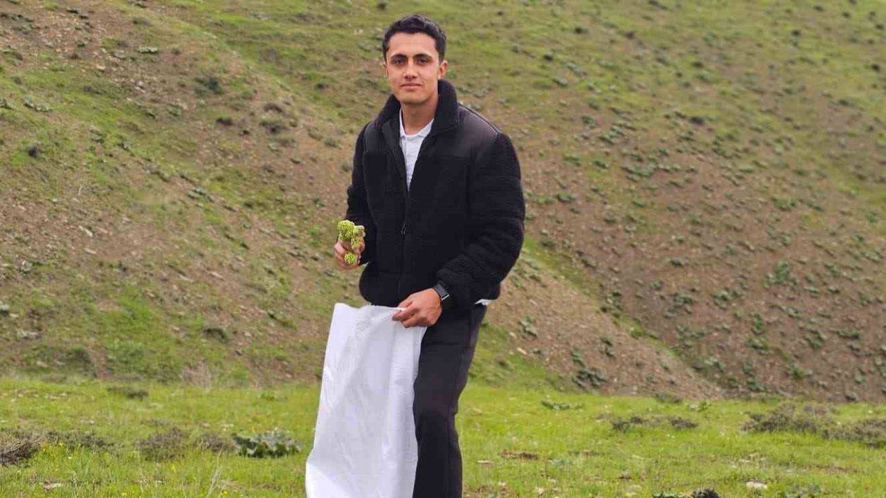 Muş’ta "Yayla muzu" mesaisi başladı