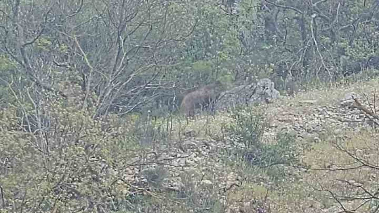 Orhaneli yolunda ayı paniği kamerada